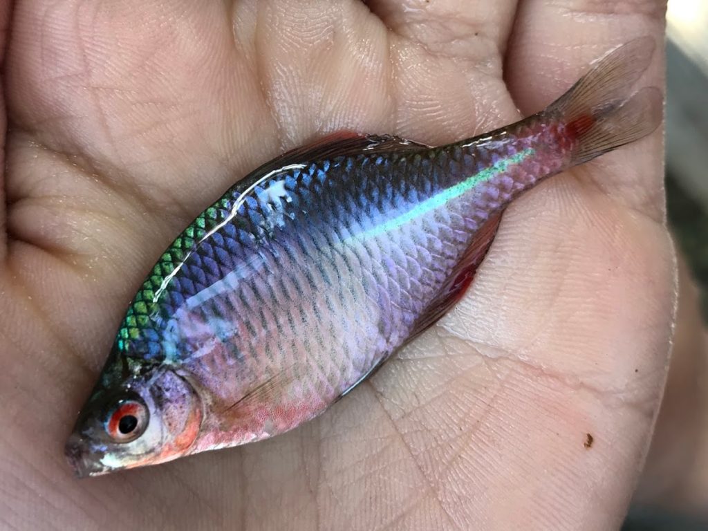 タナゴ釣りが意外と面白かった