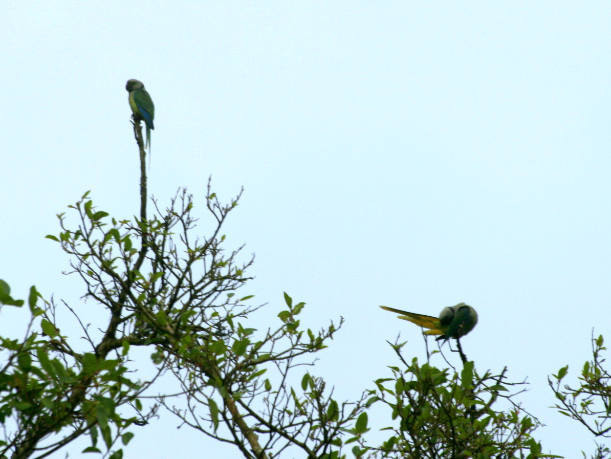 Parrots – തത്തകള്‍