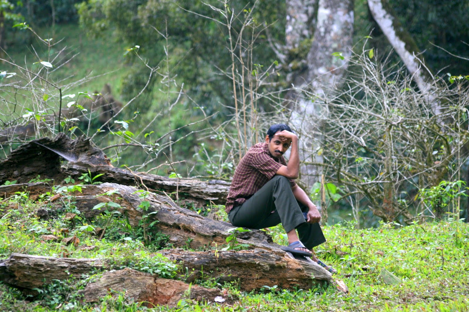 കാട്ടിലെ തടി….
