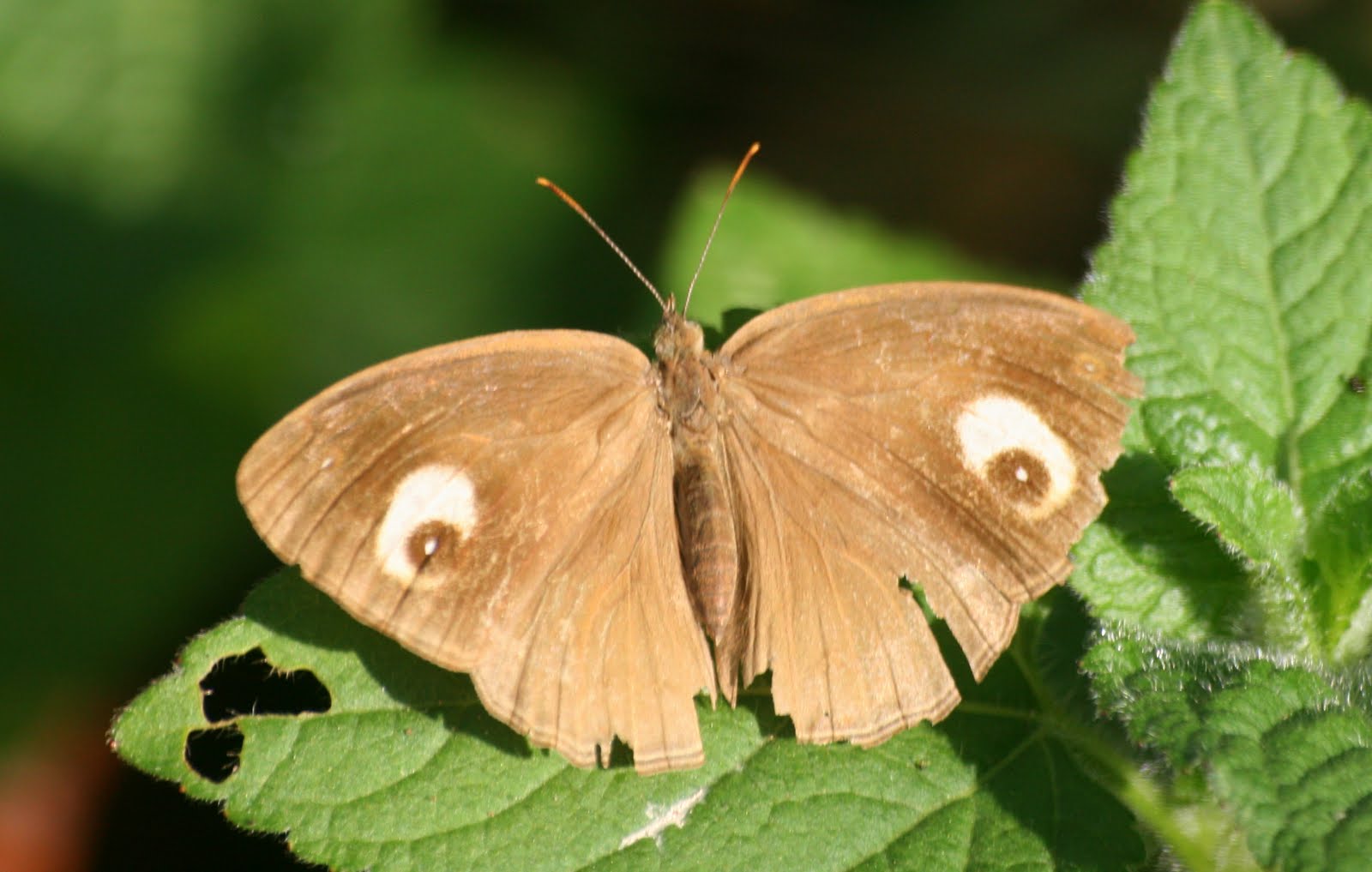 Butterfly