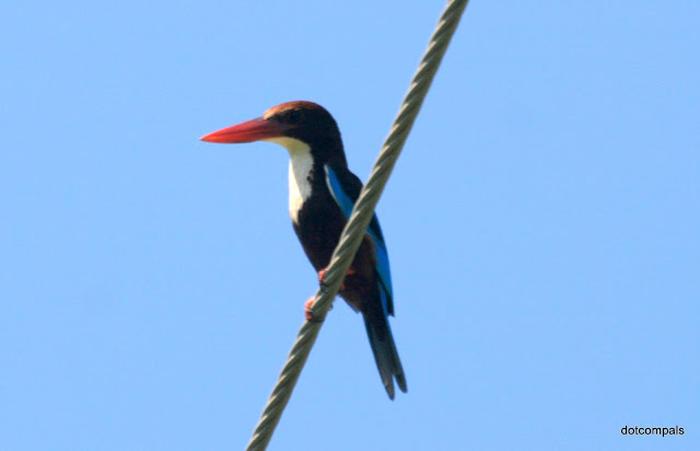 Smyrna Kingfisher