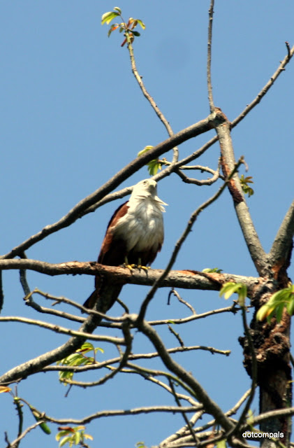 The Brahminy Kite