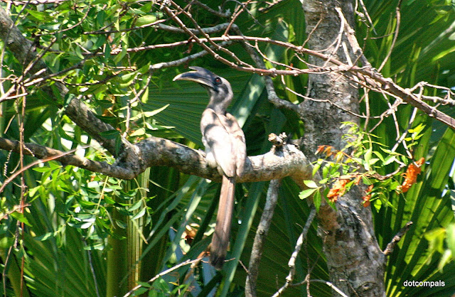 The Indian Grey Hornbill (Ocyceros birostris)