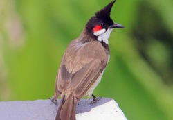 The red-whiskered bulbul | Crested bulbul