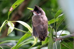 A bulbul chick – Red whiskered bulbul