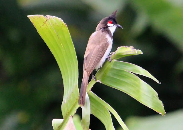 The red-whiskered bulbul | Pycnonotus jocosus