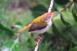 Common tailorbird | Orthotomus sutorius