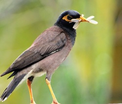 Double Catch for Myna