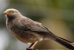 Yellow-billed babbler