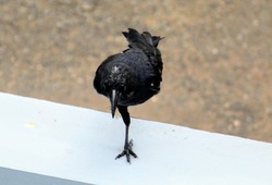 One Legged Crow