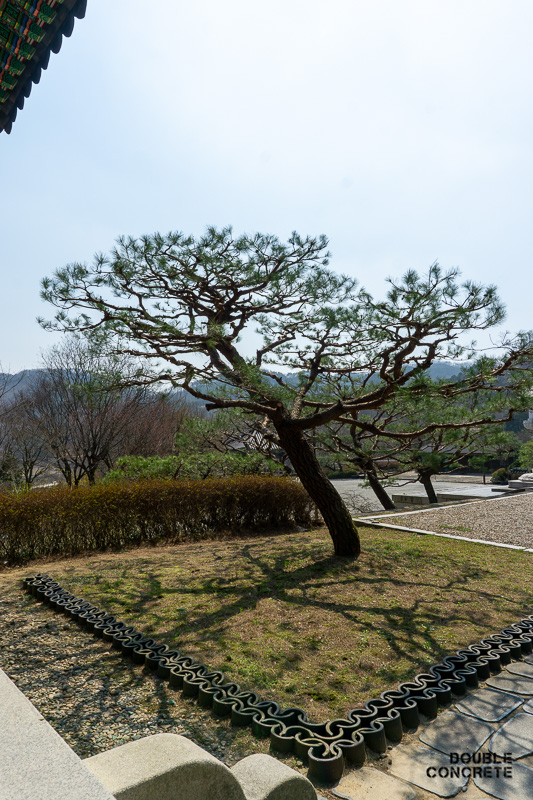 보탑사 경내의 고즈넉하게 자리잡은 소나무 풍경