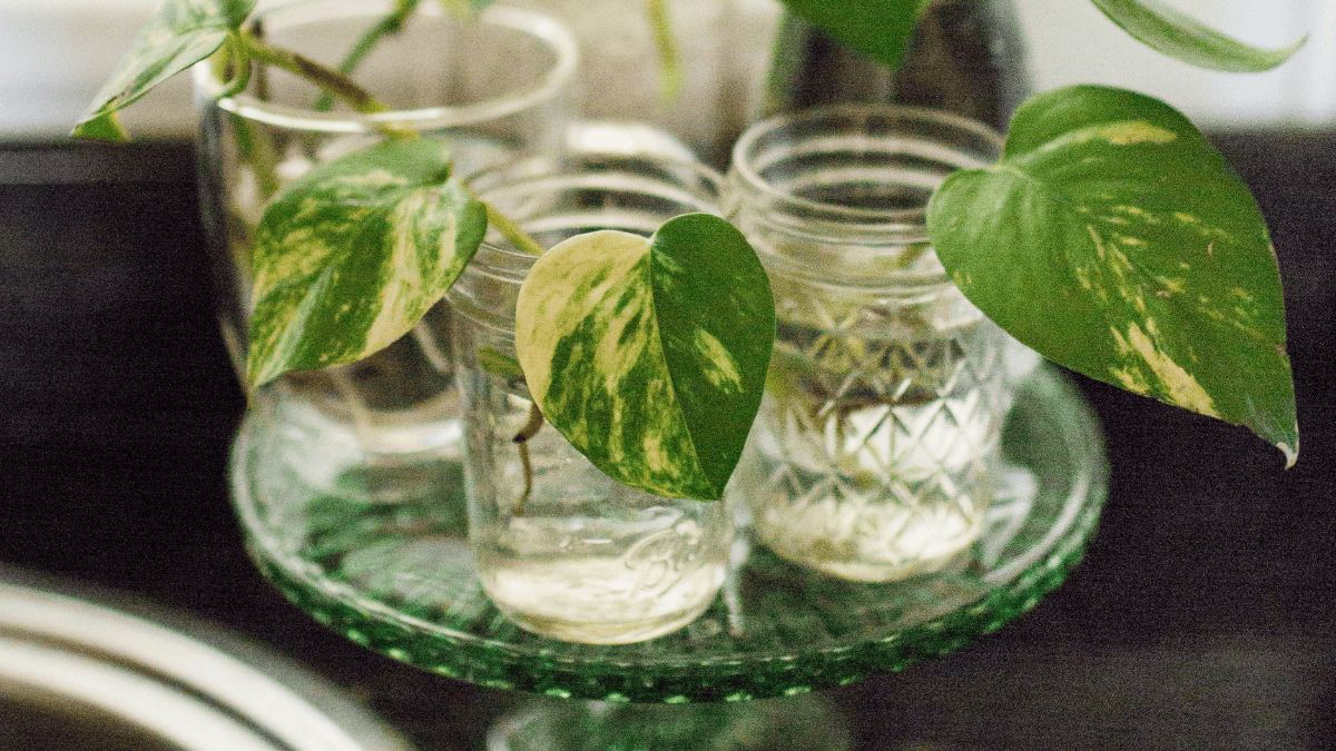 propagation