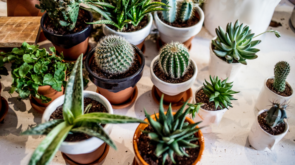 indoor plants