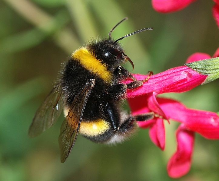 Bee Keeping part one