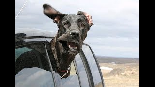 絶対笑う 最高におもしろ犬のハプニング 失敗動画集 かわいい犬 Dougabu 絶対笑う 最高におもしろ犬のハプニング 失敗動画集 かわいい犬 Dougabu