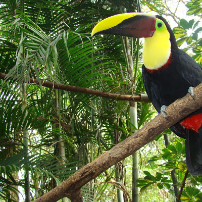 Toucan, Costa Rica