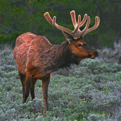 yellowstone-2c-ashley-hockenberry