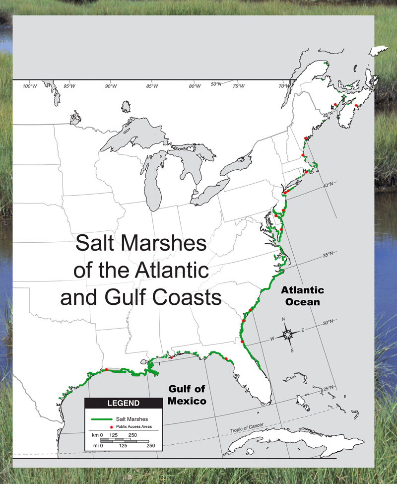Salt Marsh Map Of Atlantic And Gulf Coasts By Doug Wechsler Saltmarsh Map 