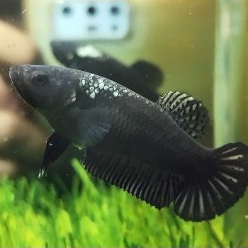 Jual ikan cupang black mamba female