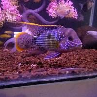 Jual ikan bogo terlengkap & harga terbaru april 2024