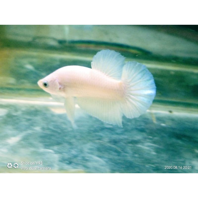 Jual ikan cupang blue rim