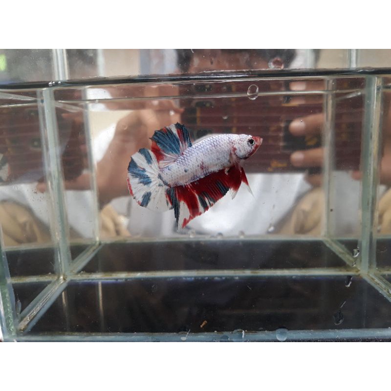 Jual ikan cupang/candy