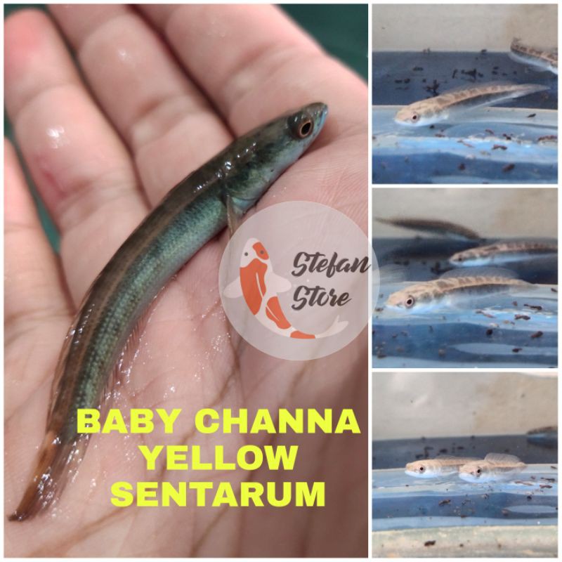 Jual ikan channa yellow sentarum 6 cm