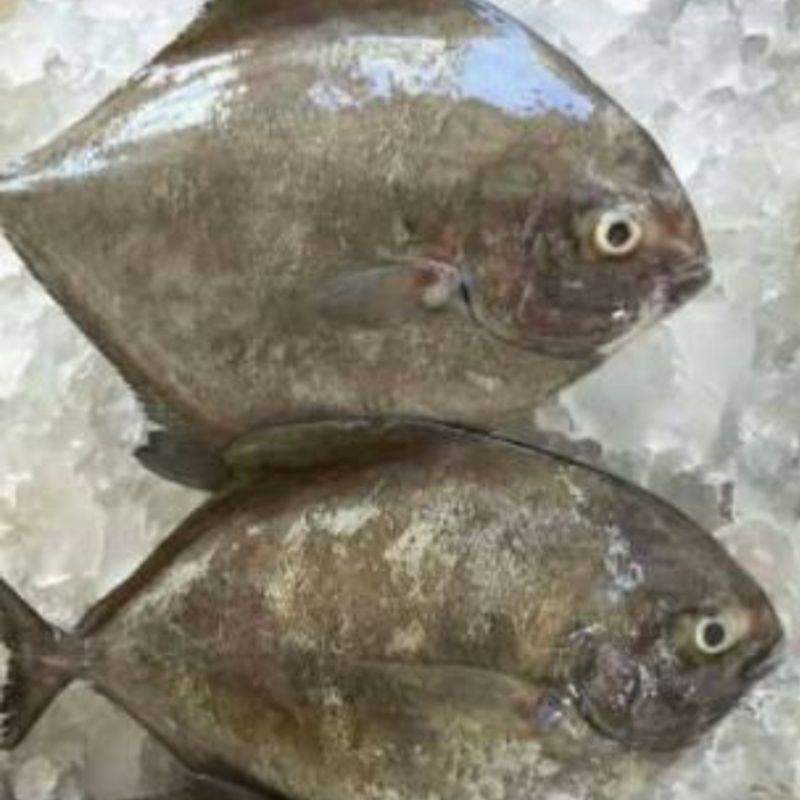 Jual ikan bawal laut hitam per 1 kg