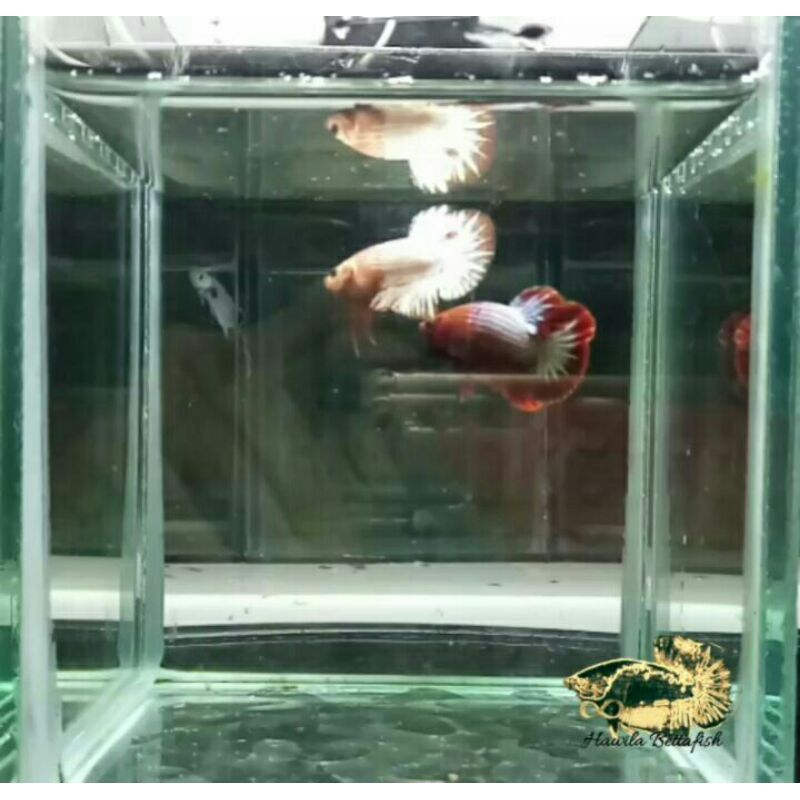 Jual fccp (ikan cupang)