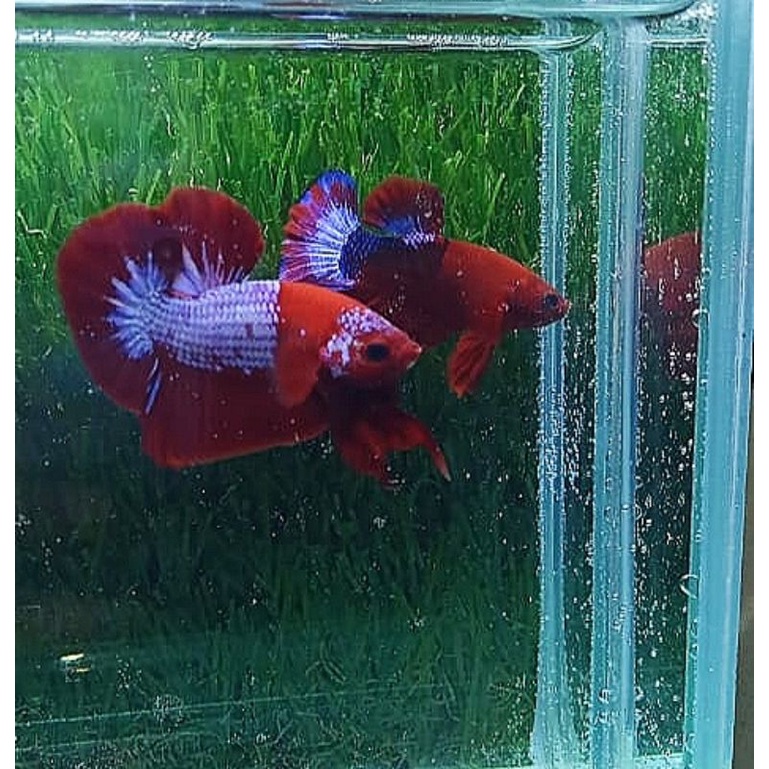 Jual ikan cupang fccp red head indukan