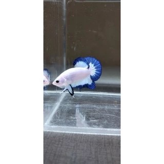 Jual ikan cupang blue rim terlengkap & harga terbaru desember 2025