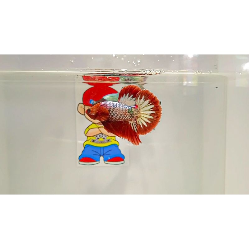 Jual ikan cupang fccp