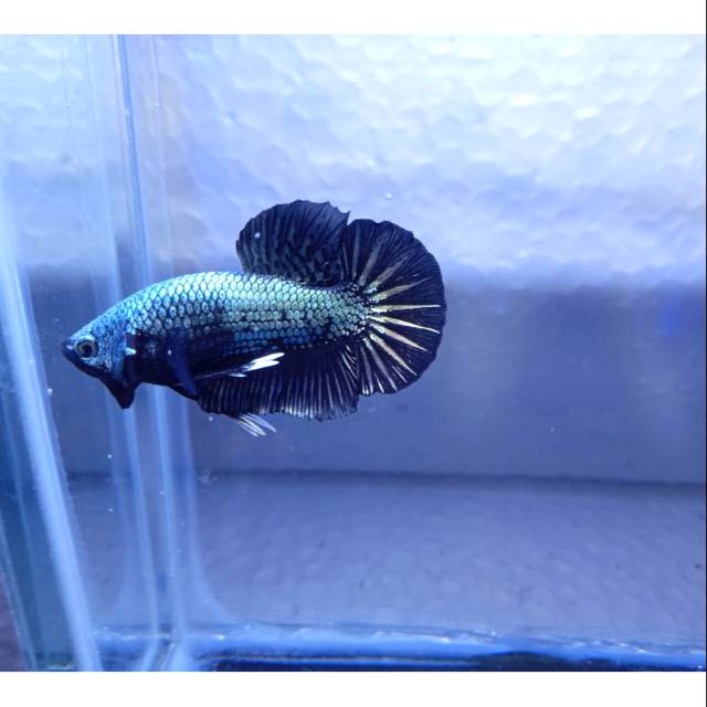 Jual ikan cupang baby giant black mamba