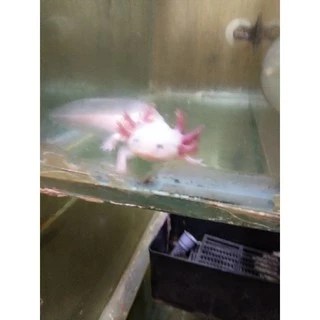 Jual ikan axolotl terlengkap & harga terbaru september 2024