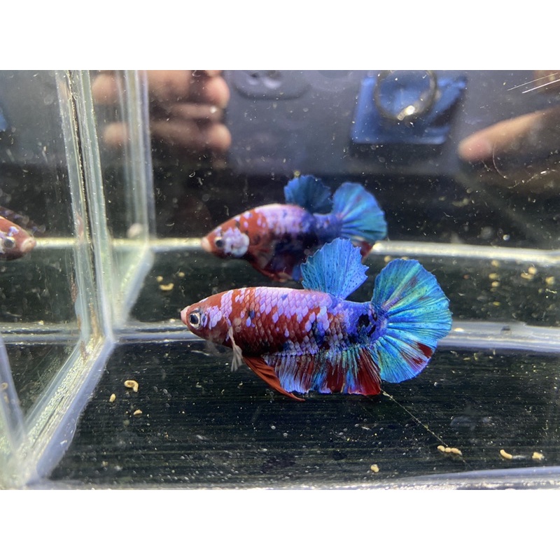 Cover Image of the Post