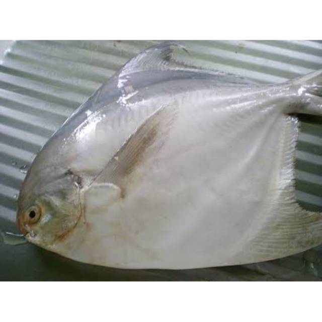 Jual ikan bawal putih segar per 1 kg