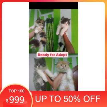 Jual kucing persia kucing anakan kucing lucu kucing anggora kucing