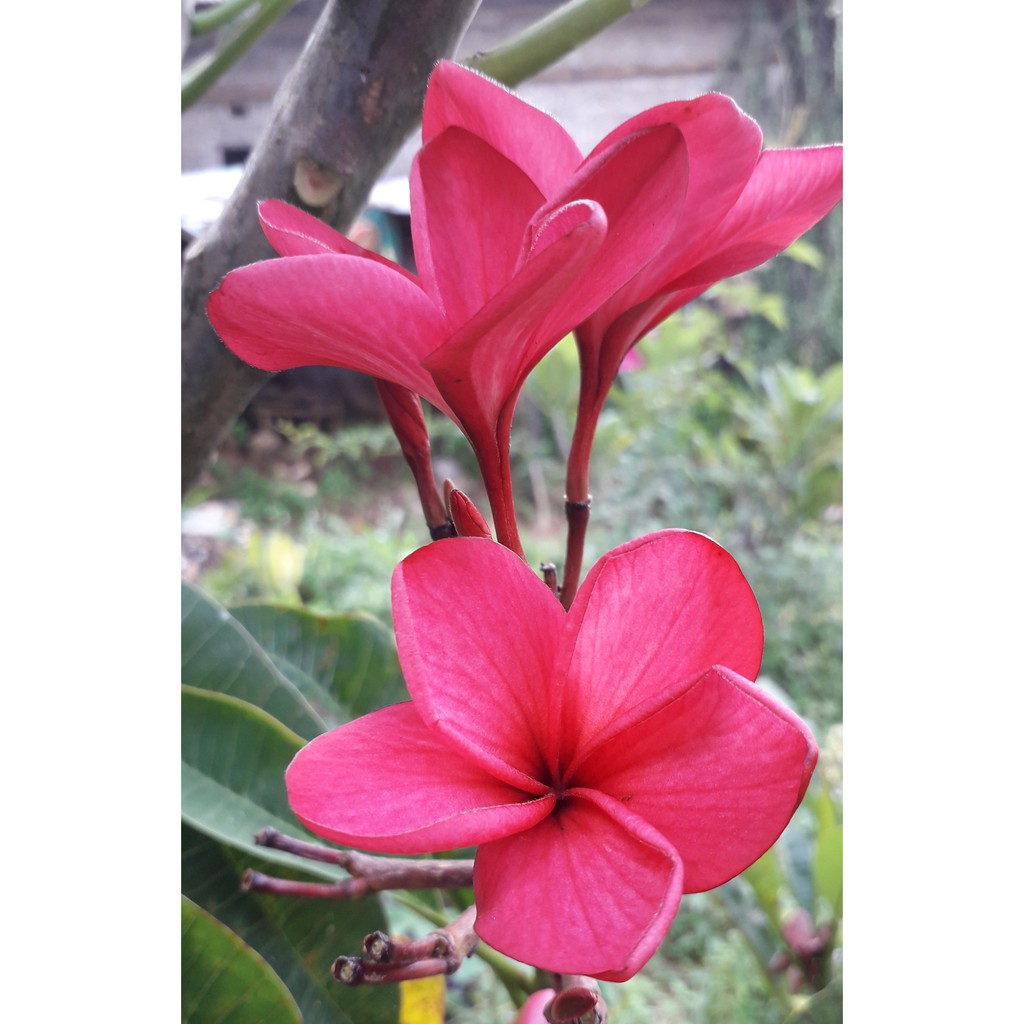 Jual bibit tanaman hias kamboja bali