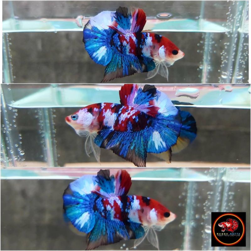 Jual ikan cupang multi colour