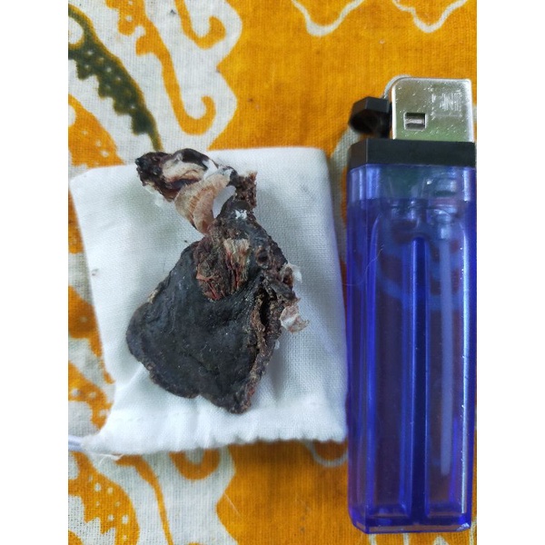 Jual ari ari kucing lahir sungsang