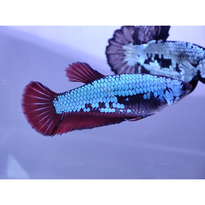 Jual ikan cupang black mamba female