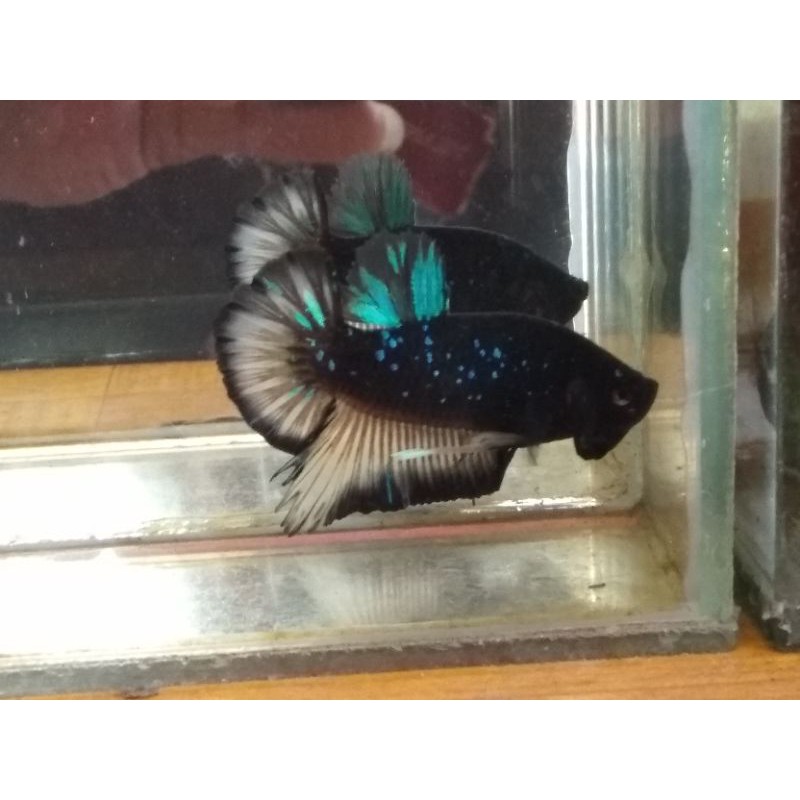 Jual ikan cupang avatar mg / avatar koi (1pasang)