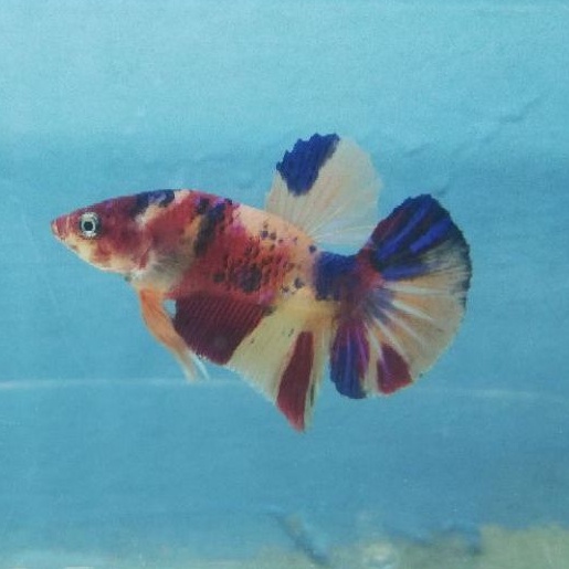 Jual ikan cupang multicolor (real foto)