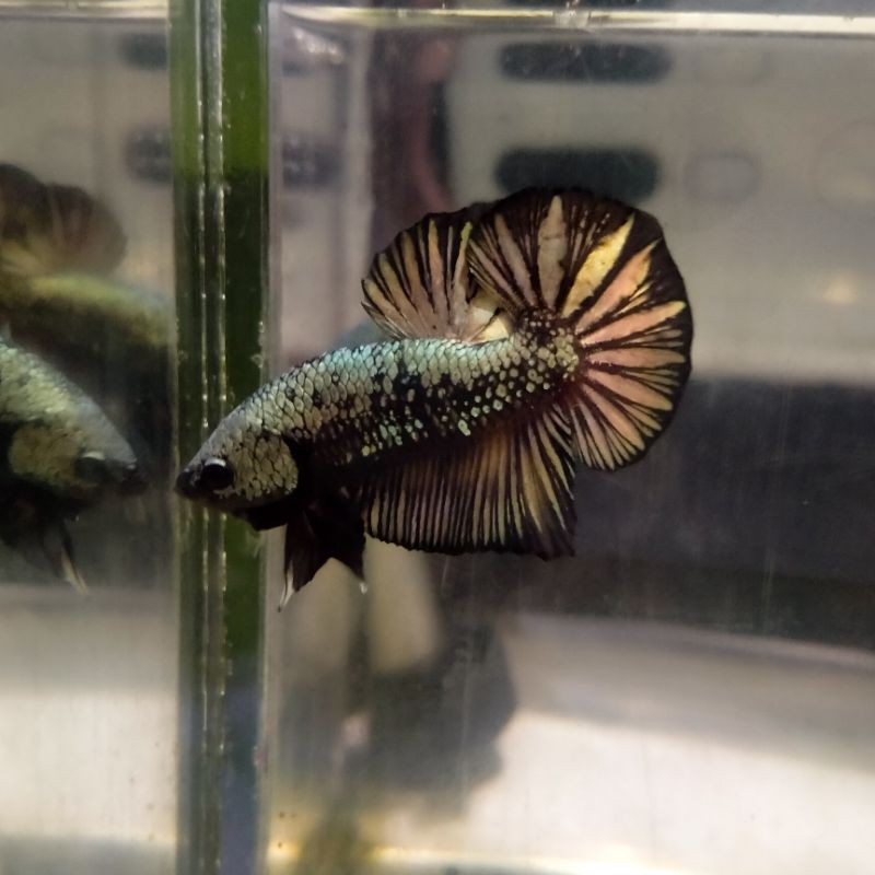 Jual avatar copper (ikan cupang)