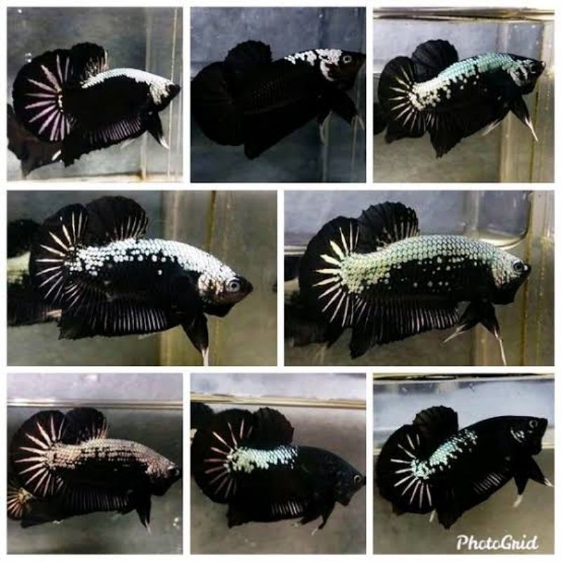 Jual ikan cupang black mamba jantan
