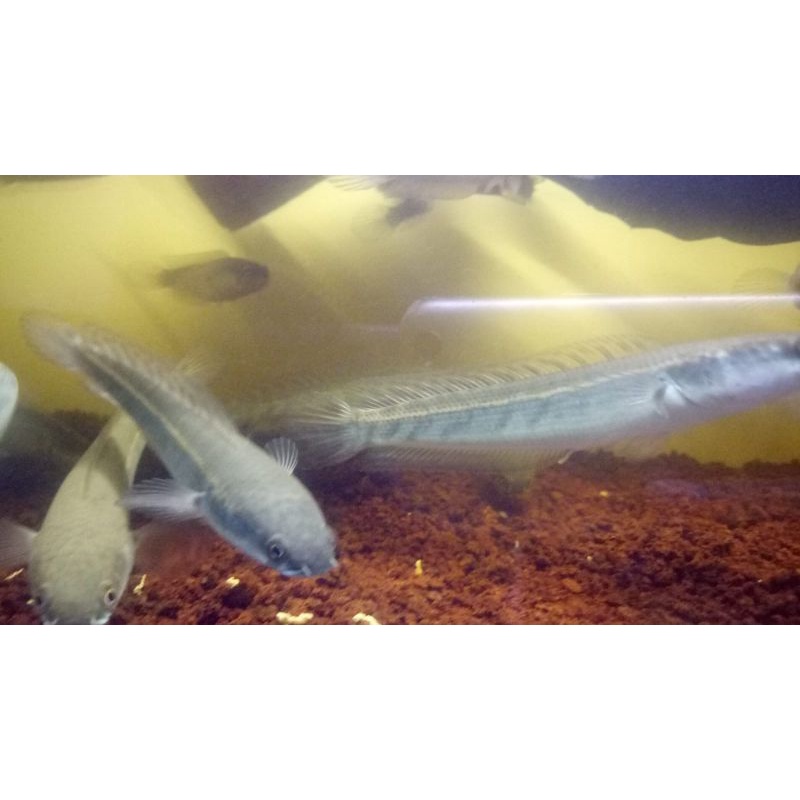 Jual ikan channa maru yellow sentarum