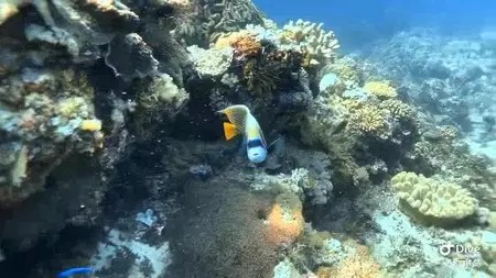 iPhone 水下防水盒 DIVEVOLE 5大特色 解決水底操作麻煩 熱門推薦