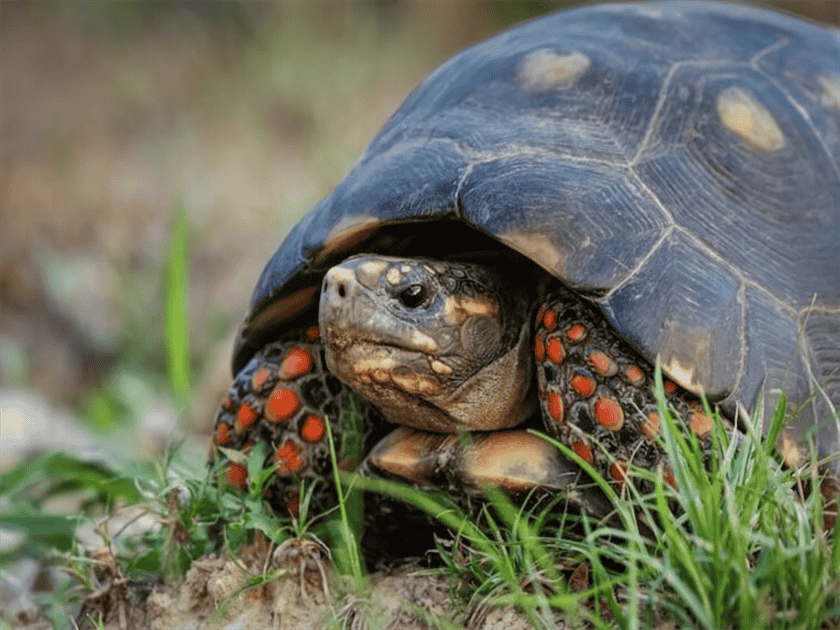 Do turtles have scales? types of turtle scales