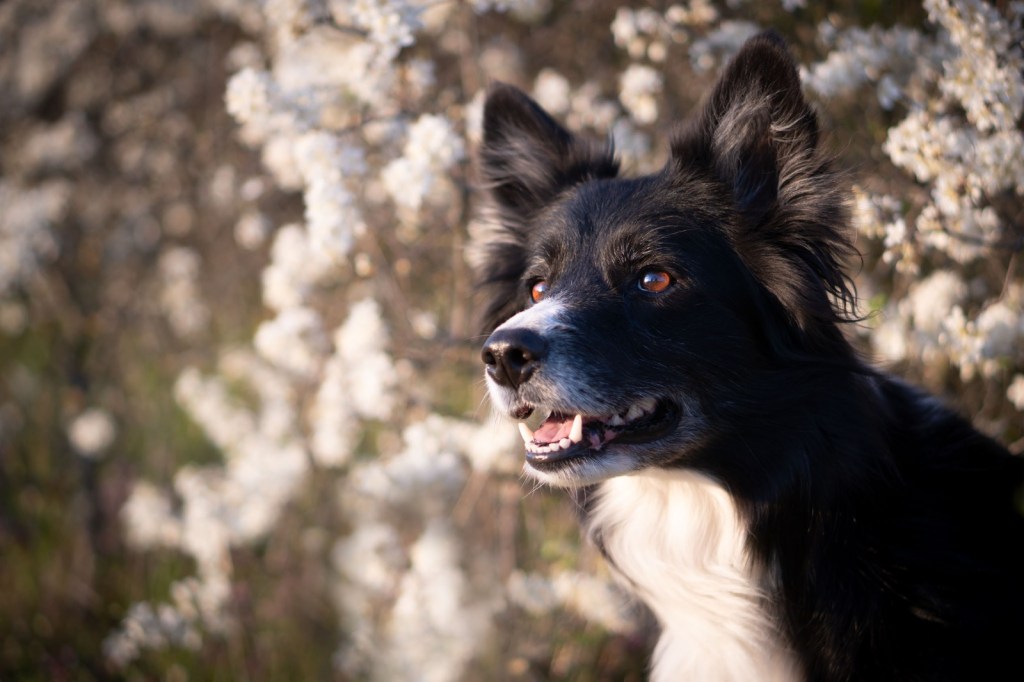 Ein schwarzer und weißer Hund, wahrscheinlich ein Border Collie, posiert vor einem verschwommenen Hintergrund von blühenden weißen Blumen.