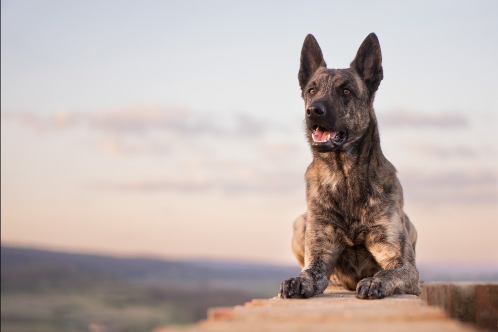 Ein brauner Hund sitzt auf einem Stein und blickt aufmerksam in die Ferne, mit einem sanften Sonnenuntergang im Hintergrund.